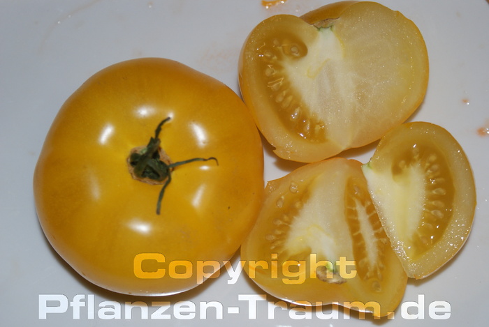 Tomate, Fleischtomate Brandywine Yellow Jungpflanze