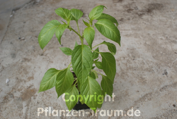Chili Pflanze Sumher Capsicum annuum SchÃ¤rfe 3