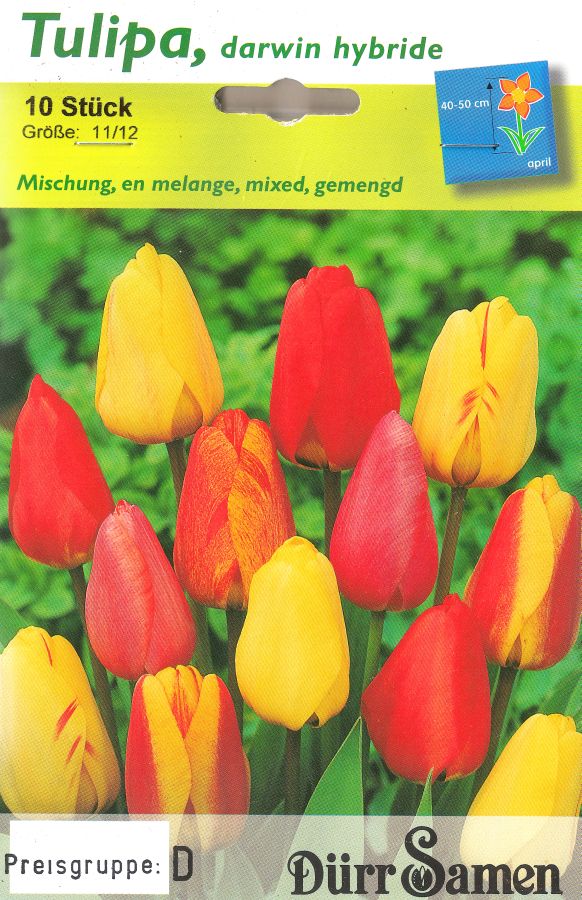 10 Tulpenzwiebeln,  mittelfrühe Darwin-Hybrid Mischung