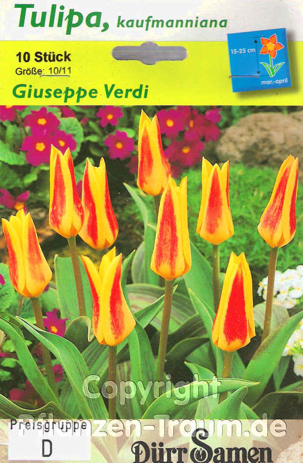 10 Tulpenzwiebeln, Giuseppe Verdi, Wildtulpe, Höhe 15 - 25