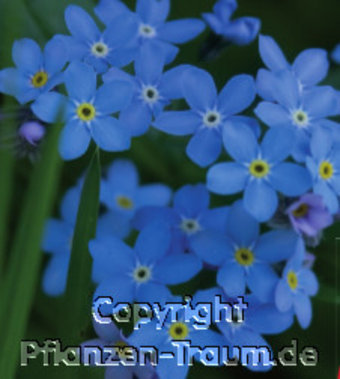 Vergissmeinnicht dunkelblau, Myosotis sylvatica, Samen Dürr, ein