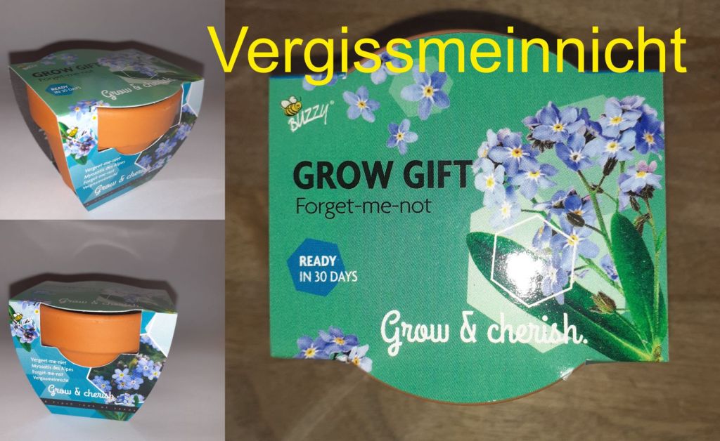 Vergissmeinnicht Terrakottatöpfchen, das kleine Geschenk