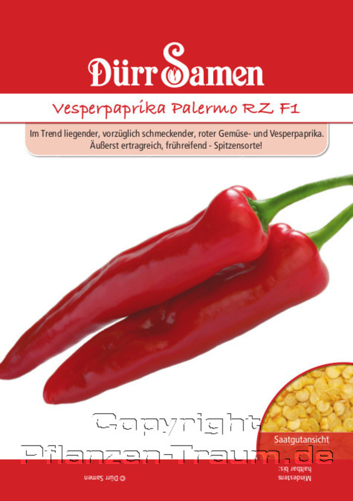 Vesperpaprika Palermo RZ F1, Capsicum annuum, Samen Dürr