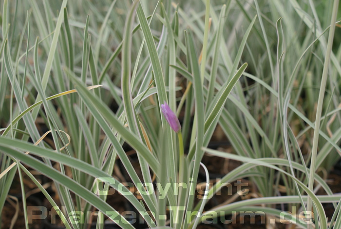 Zimmerknoblauch Tulbaghia violaceae variegata