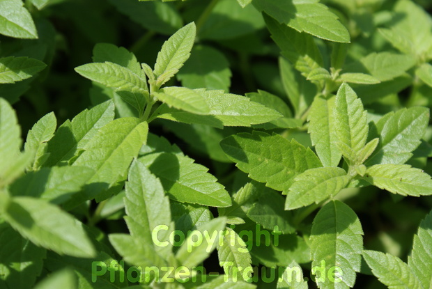 Schweizer Minze Swiss Mentha piperita PflanzenTraum.de