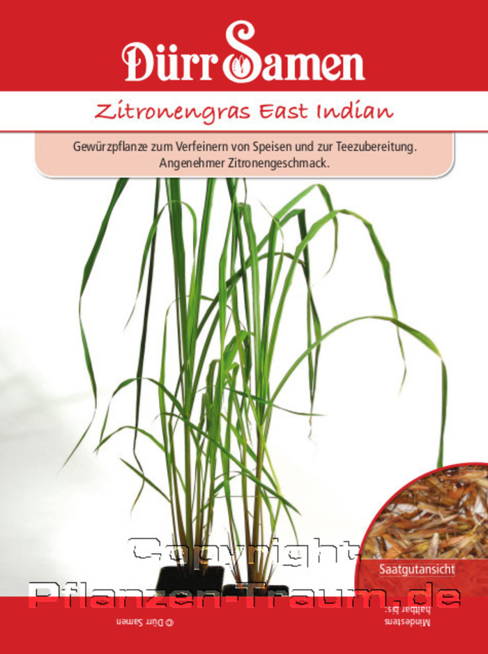 Zitronengras East Indian Samen, Cymbopogon flexuosus, Samen Dürr