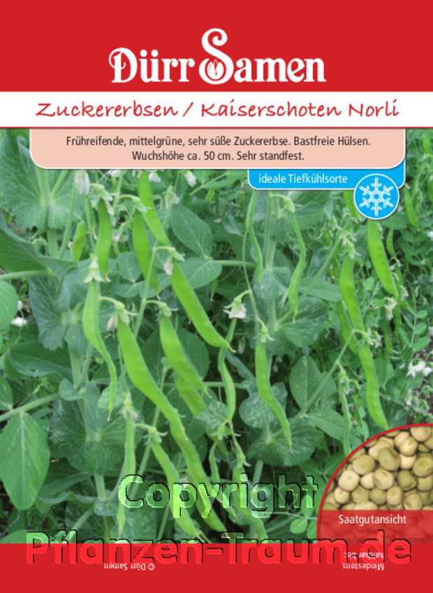 Zuckererbsen, Kaiserschoten Norli, Samen Dürr